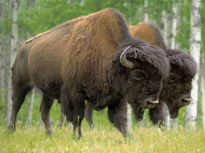 American buffalo hump.